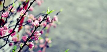 Thông báo lịch nghỉ Tết Nguyên Đán 2017